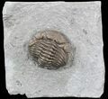 Wide, Partially Enrolled, Eldredgeops Trilobite - Ohio #52949-1